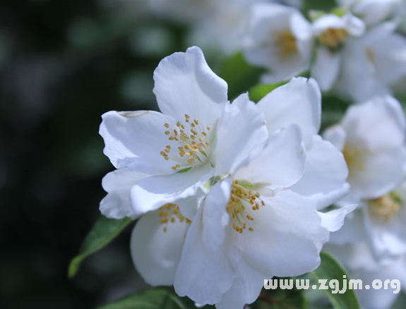 橙花的花语
