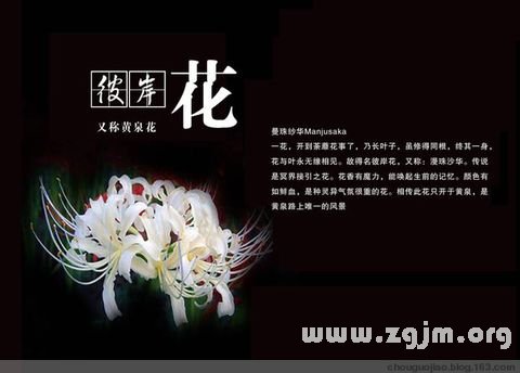 彼岸花的花语