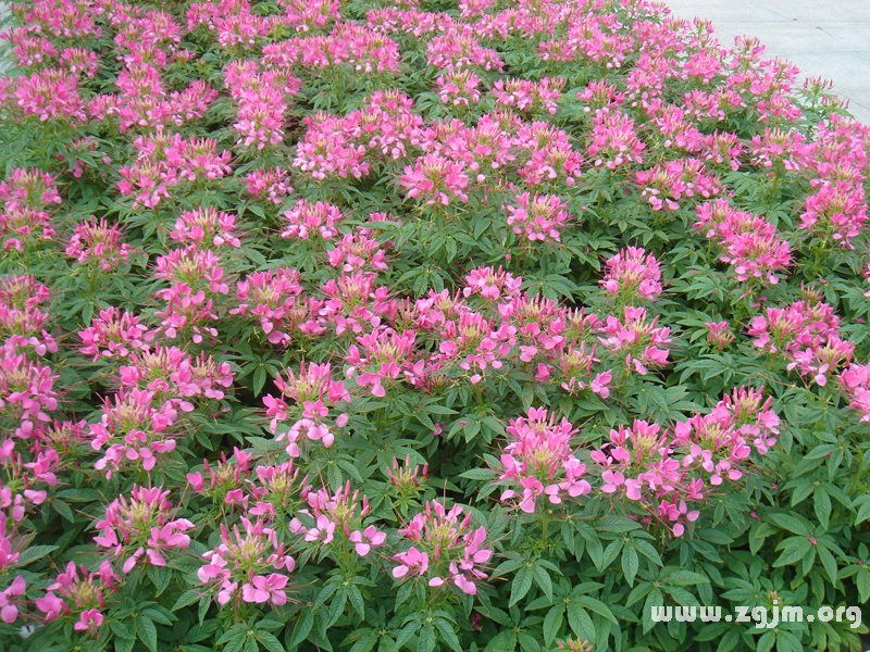 醉蝶花的花语