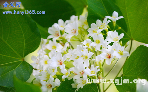 油桐花的花语