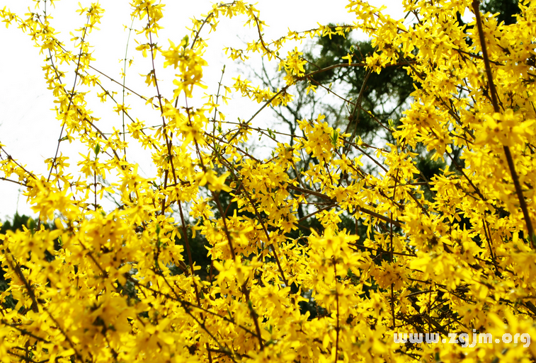 迎春花花语
