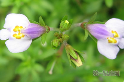 通泉草的花语：守秘（沉默不语）