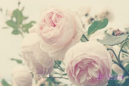 春节适合买什么花、送什么花？