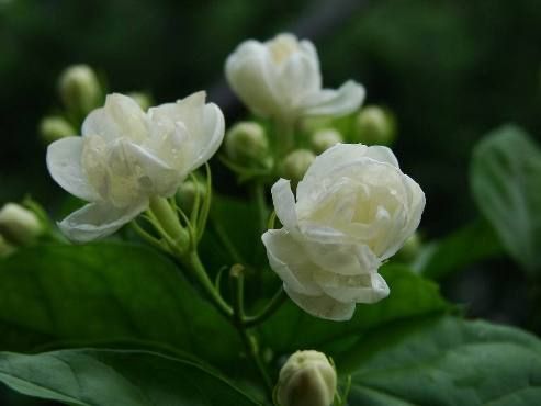 茉莉花