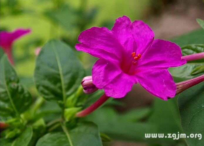 胭脂花的花语