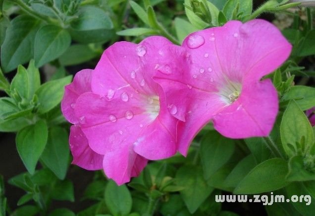 牵牛花花语