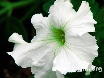 葫芦花的花语