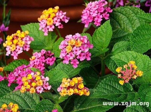 马樱丹的花语