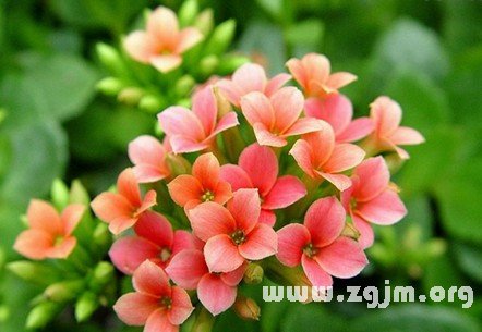 长寿花的花语