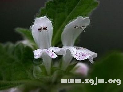 红色野麻花的花语