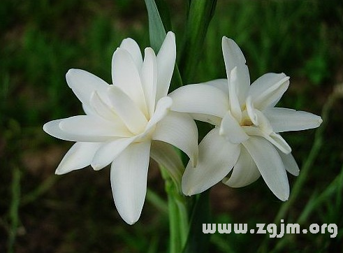 晚香玉花语