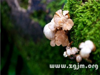 树蘑菇