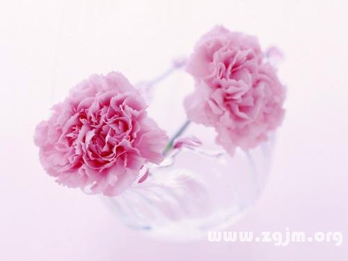 康乃馨的花语