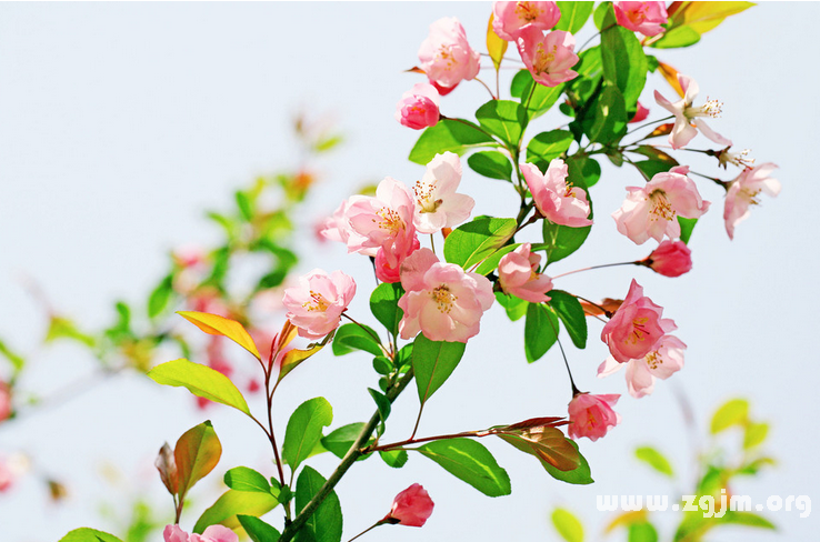 海棠花的花语