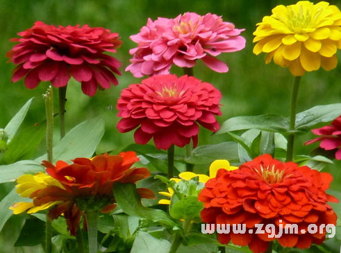 百日草花语