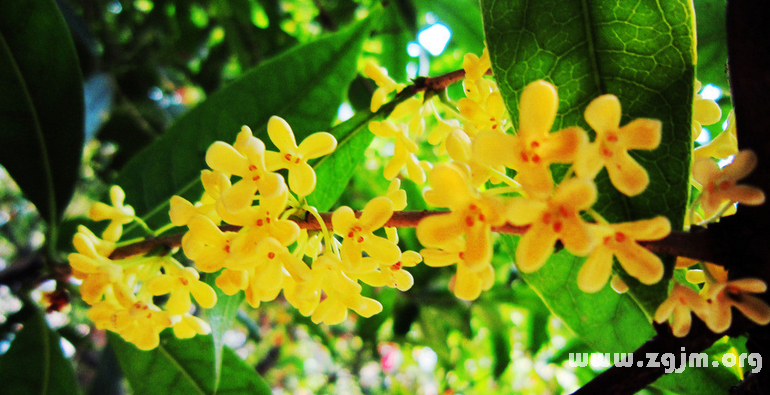 桂花的花语