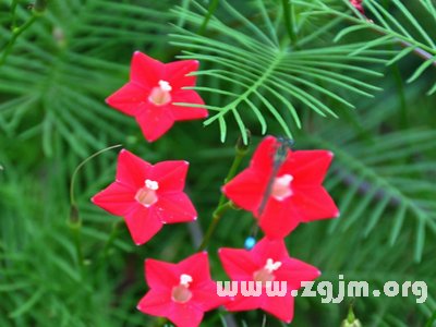 茑萝的花语