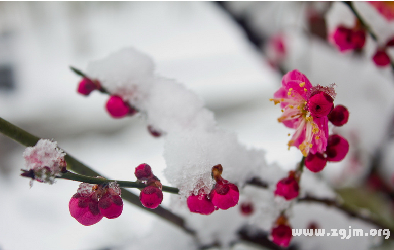 梅花的花语