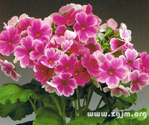  樱花草的花语