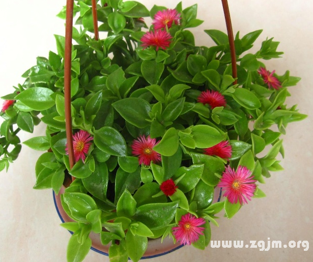 吊兰的花语