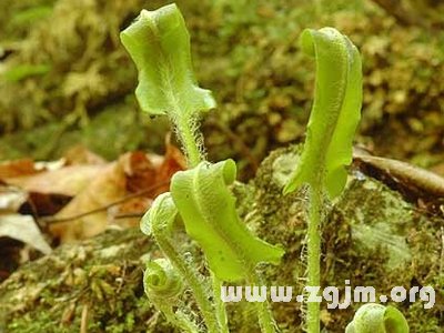 山鸣谷花语