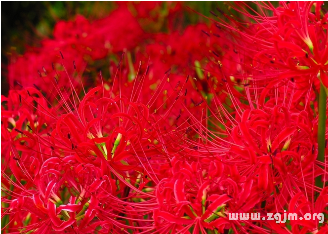 彼岸花的花语
