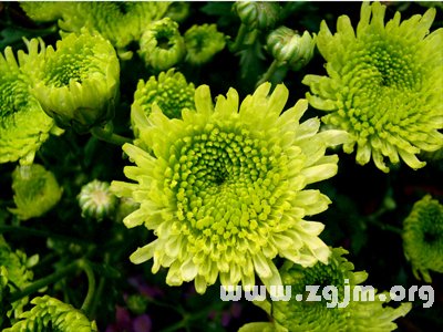 秋菊的花语