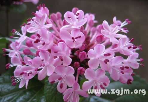 玉丁香的花语