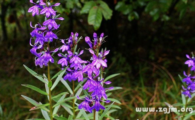 山梗菜的花语