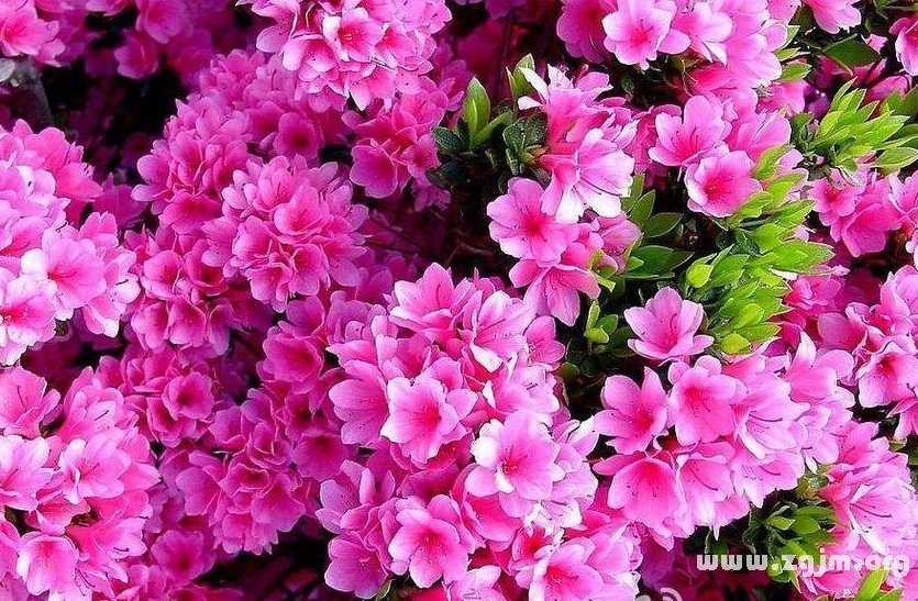 蔓越橘的花语