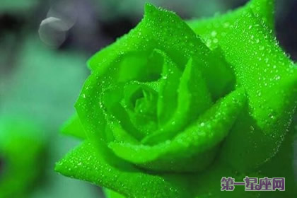 绿蔷薇