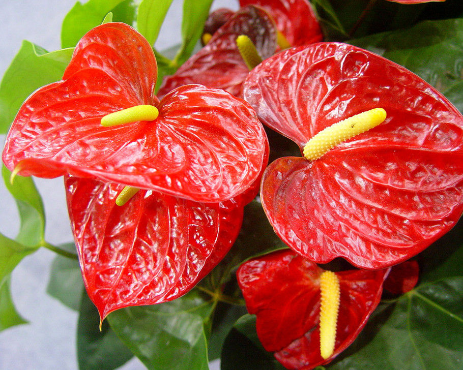 红掌花