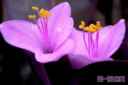 11月15日花语：冬紫罗兰，生日花语不可思议