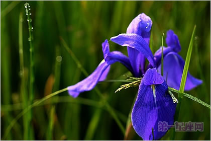 5月28日花语：鸢尾花，生日花语忠告