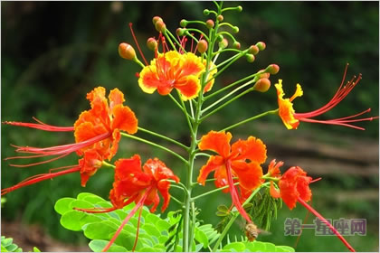 5月6日花语：金凤花，生日花语智能
