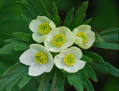 银莲花