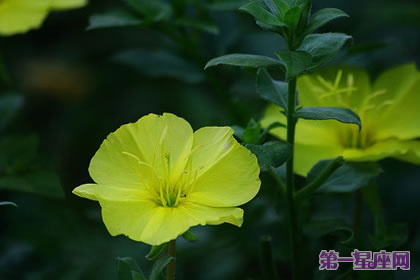 花语大全：月见草的花语是什么？