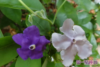 各种花的花语：鸳鸯茉莉的花语是什么？