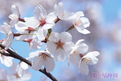 日本的国花是什么花？樱花