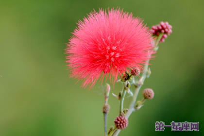 朱缨花的花语：奔放、豪迈、喜庆