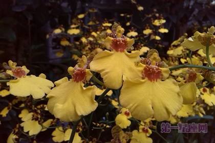 各种兰花花语