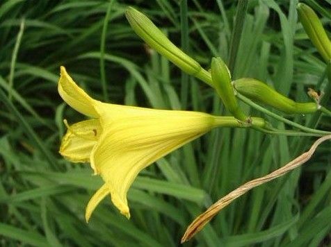 萱草