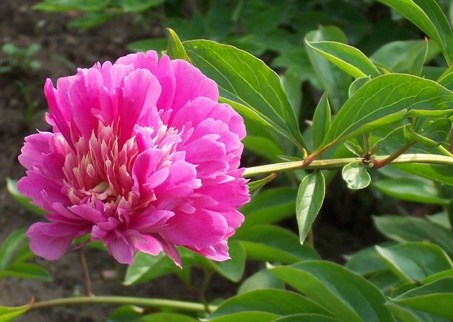 芍药