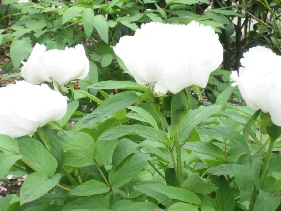 芍药