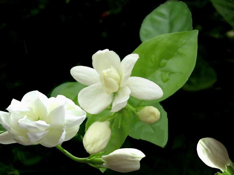 茉莉花花语