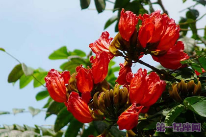 火烧花的花语