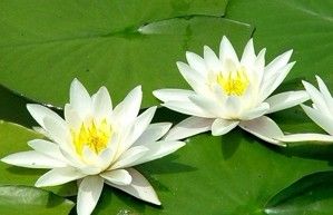 莲花