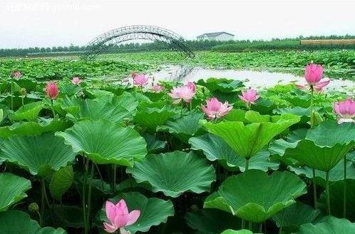 莲花