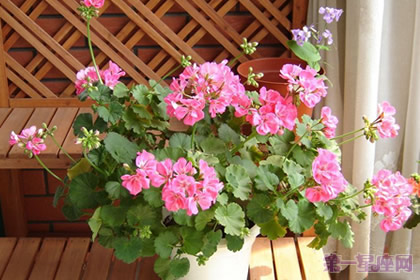 天竺葵的花语是什么