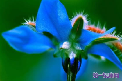 花语传说:琉璃苣花语及传说